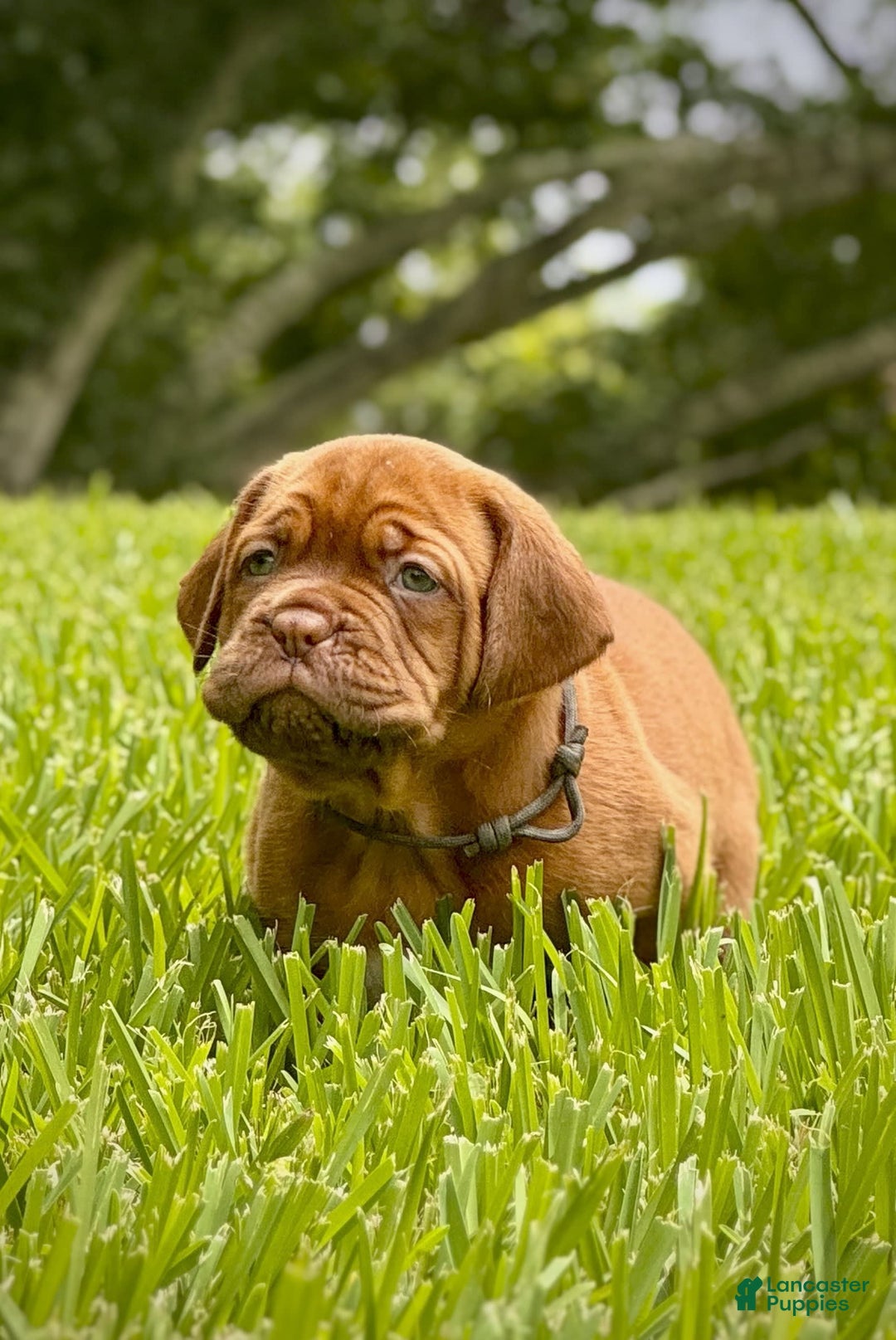 Dogue De Bordeaux dogs for sale: Green Female - Image 8