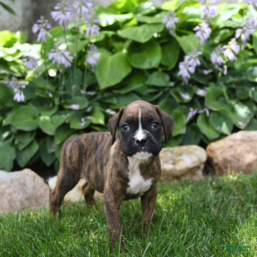 Boxer dogs for sale: Diego - Image 5