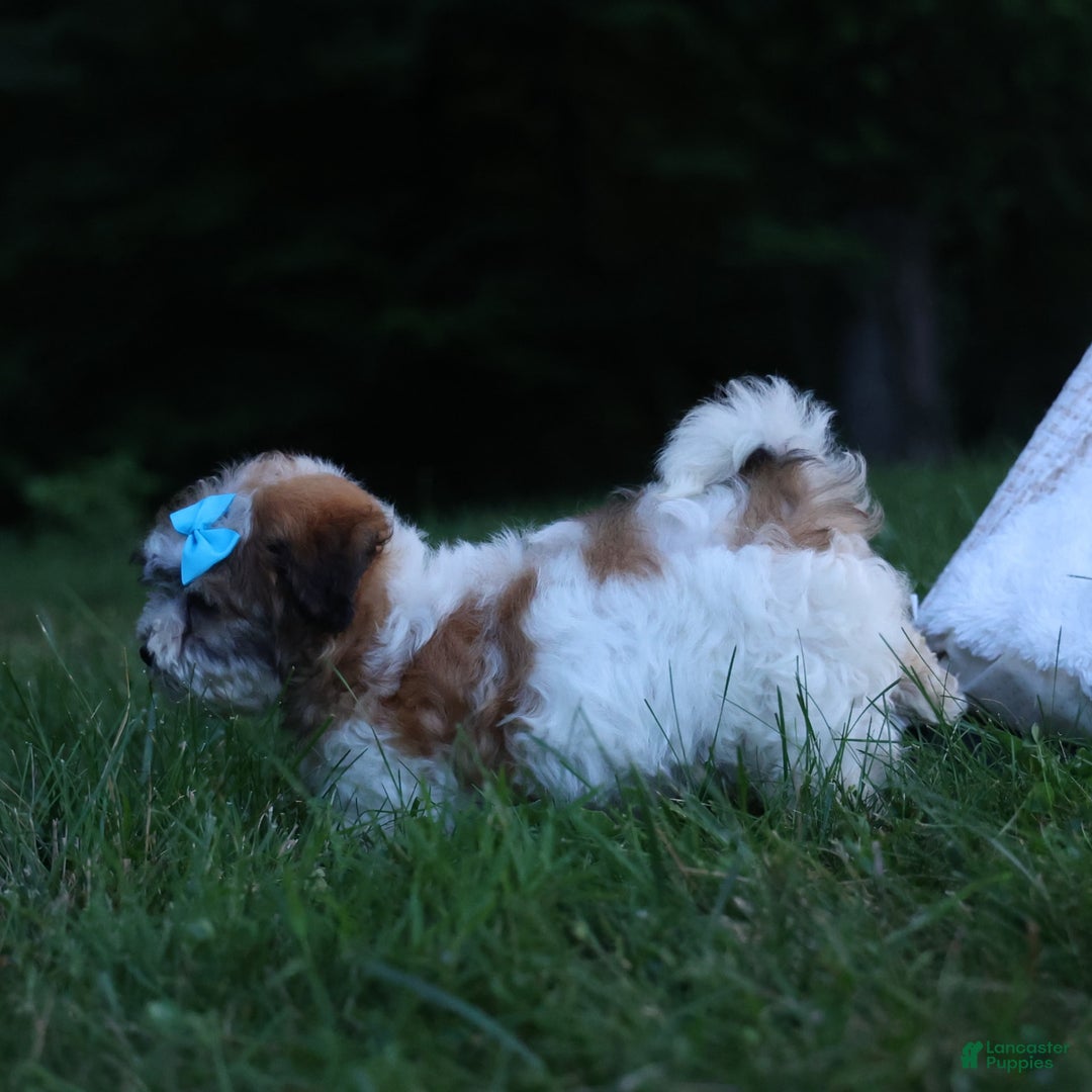 Shihpoo dogs for sale: Hunter - Image 13