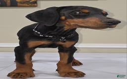 Doberman Pinscher dogs for sale: Diesel - Image 3