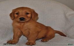 Golden Retriever dogs for sale: Tucker - Image 4