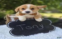 Welsh Corgi Pembroke dogs for sale: Tony - Image 1