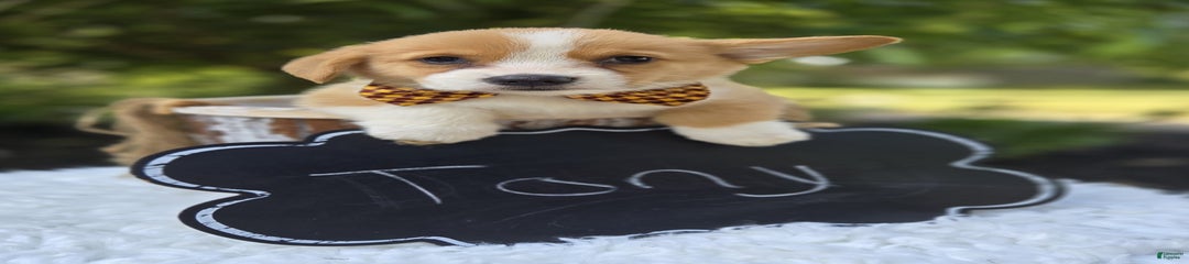 Tony