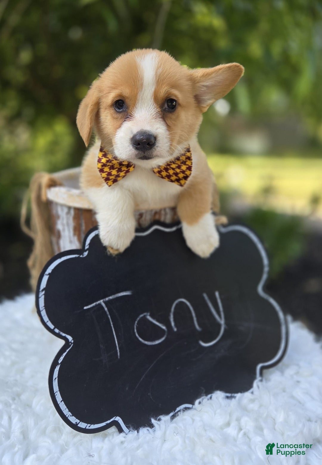 Welsh Corgi Pembroke dogs for sale: Tony - Image 1