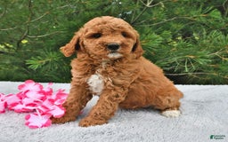 Mini Goldendoodle dogs for sale: Emily - Image 15