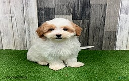 Maltipoo dogs for sale: Jolene - Image 3