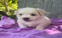 Coton De Tulear dogs for sale: Willow - Image 1