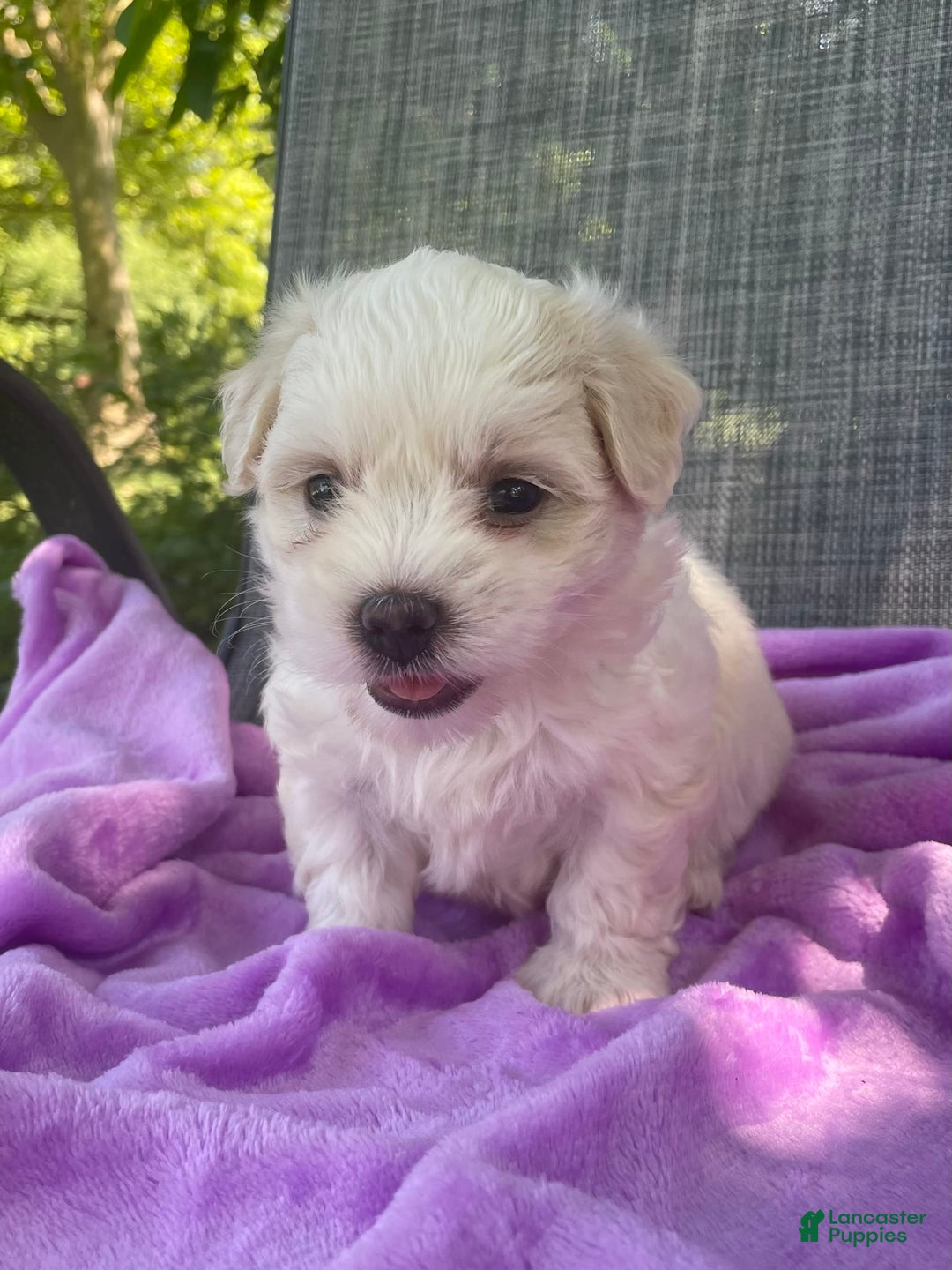 Coton De Tulear dogs for sale: Willow - Image 1