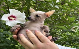 Chihuahua dogs for sale: Splinter - Image 1