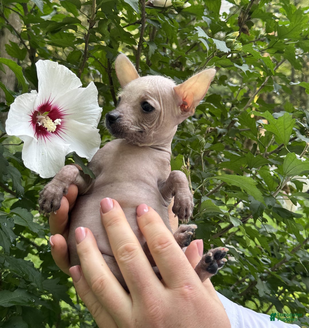 Chihuahua dogs for sale: Splinter - Image 1