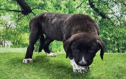 Anatolian Shepherd dogs for sale: AKC Dusty 2025 Female 1 - Image 4