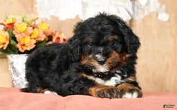 Mini Bernedoodle dogs for sale: Tate - Image 2