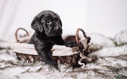 Goldador dogs for sale: Orange - Image 1