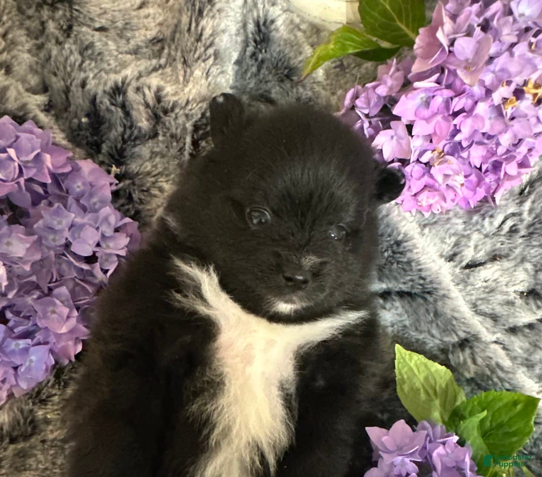 Pomeranian dogs for sale: Boomer - Image 2