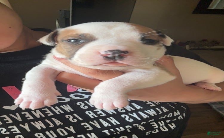 American Bulldog dogs - Advert 3