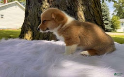 American Corgi dogs for sale: Lily - Image 2