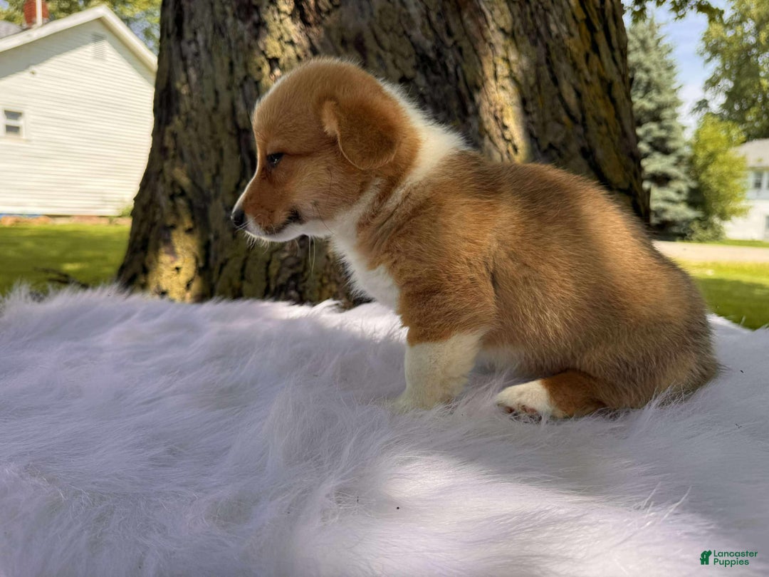 American Corgi dogs for sale: Lily - Image 2