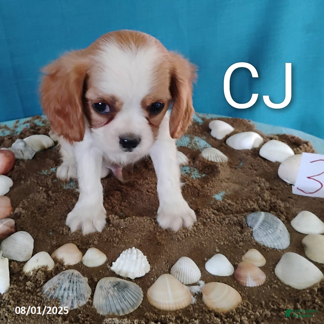Cavalier King Charles Spaniel dogs for sale: CJ - Image 2