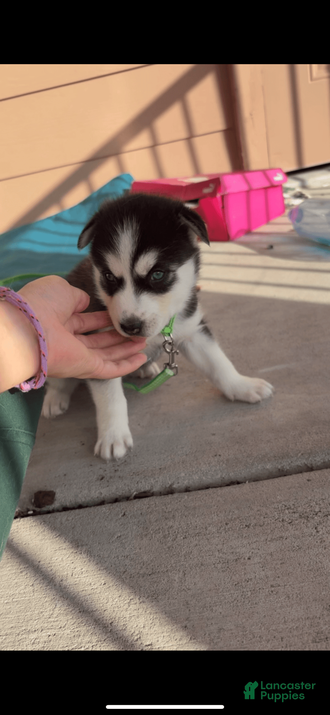 Siberian Husky dogs for sale: Diomede - Image 3