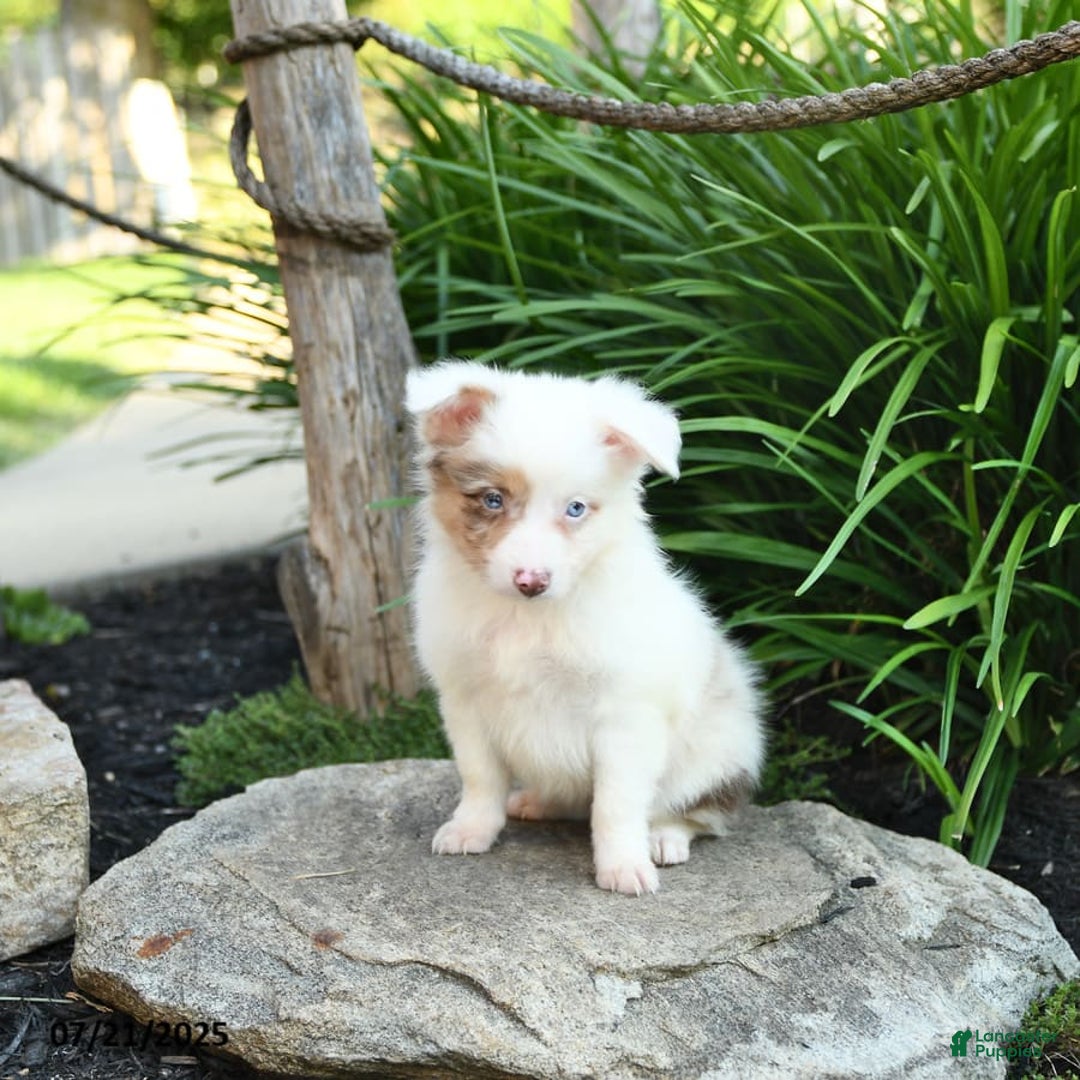 Miniature Australian Shepherd dogs for sale: Charlotte - Image 2
