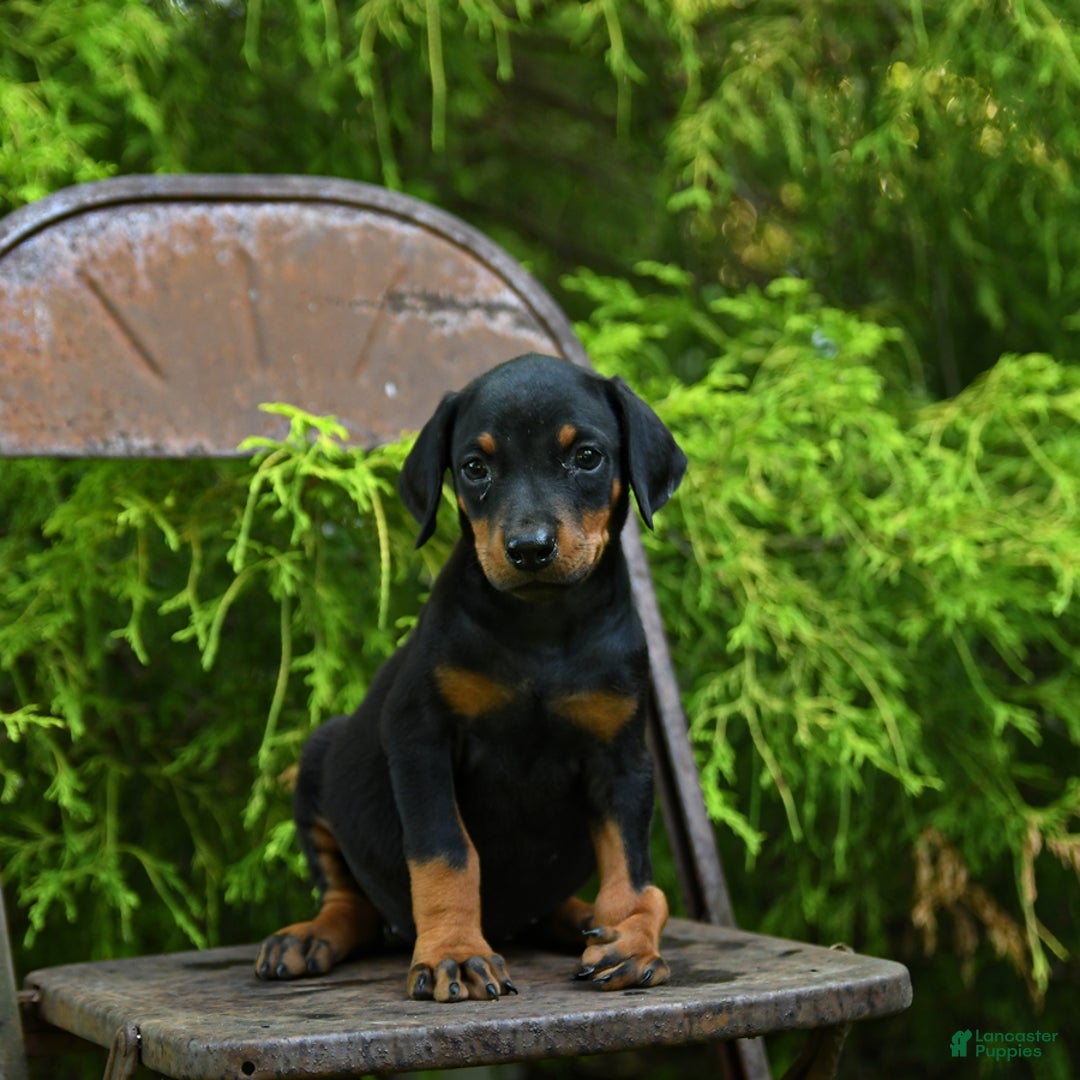 Doberman Pinscher dogs for sale: Precious - Image 1