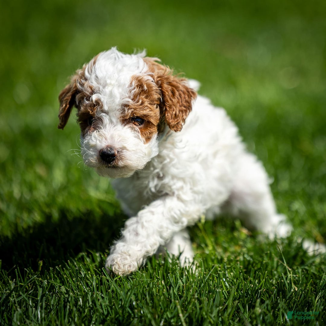 Toy Poodle dogs for sale: Cherry Sundae - Image 7