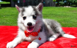 Pomsky dogs for sale: Carson - Image 5