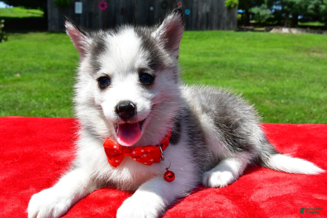 Pomsky dogs for sale: Carson - Image 5