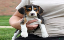 Beagle dogs for sale: Kirby - Image 9