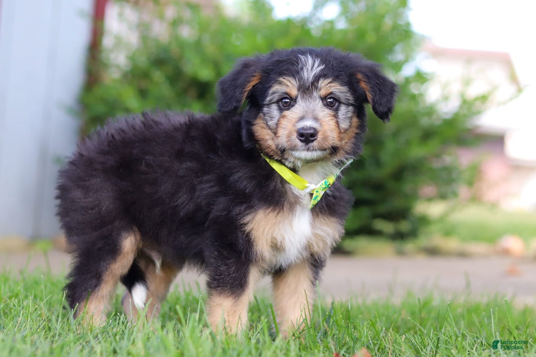 Mini Bernedoodle dogs for sale: Ollie - Image 3