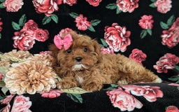 Cockapoo dogs for sale: Cassandra Hypoallergenic - Image 7
