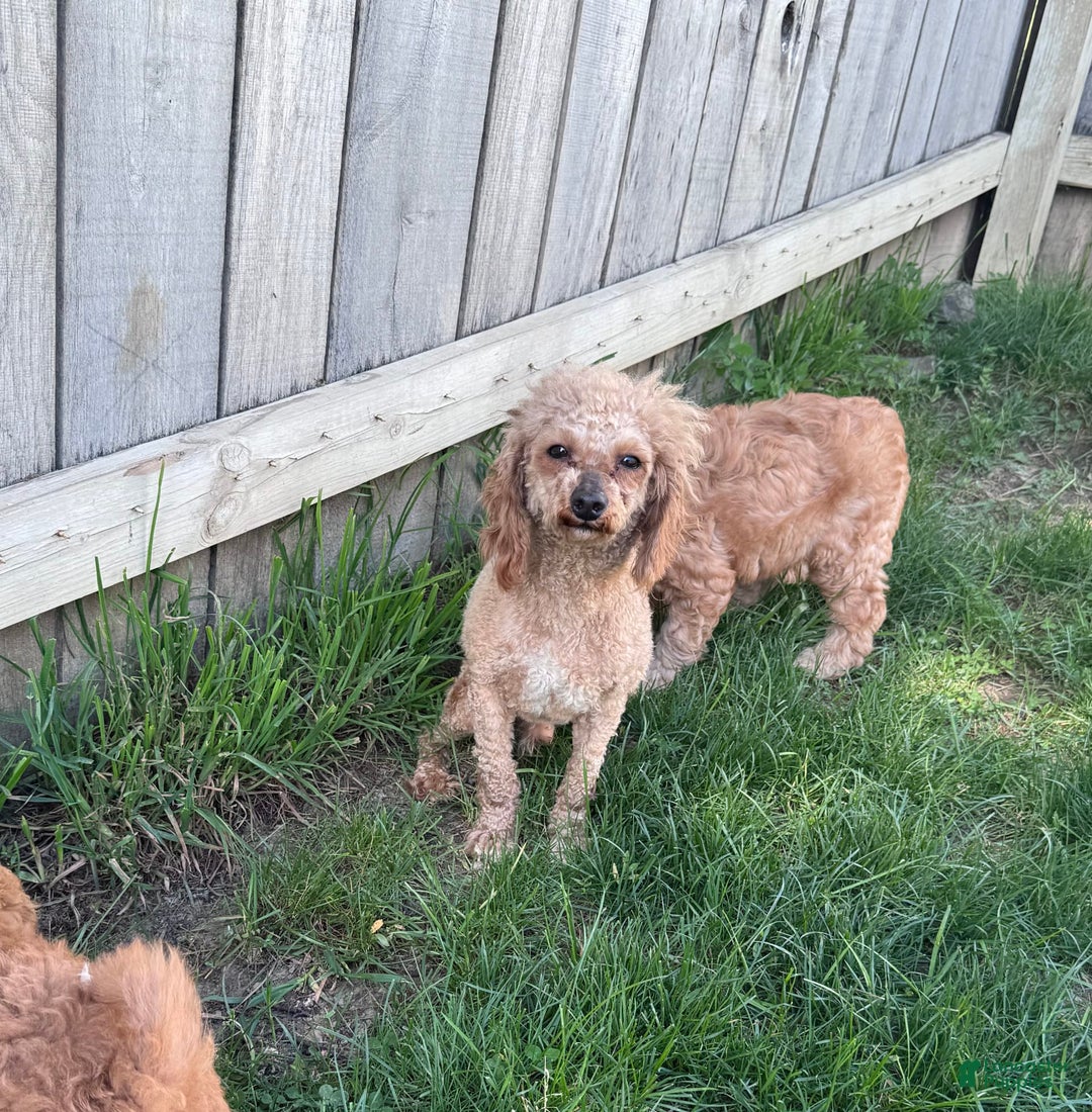 Cavapoo dogs for sale: Bella - Image 11
