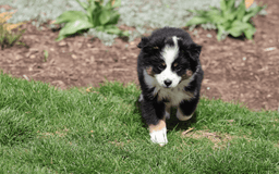 Miniature Australian Shepherd dogs for sale: Eisenhower - Image 4