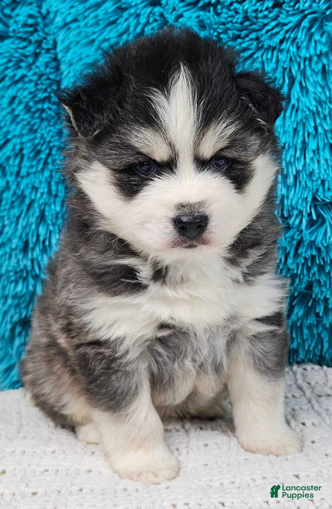 Pomsky dogs for sale: Flint - Image 2
