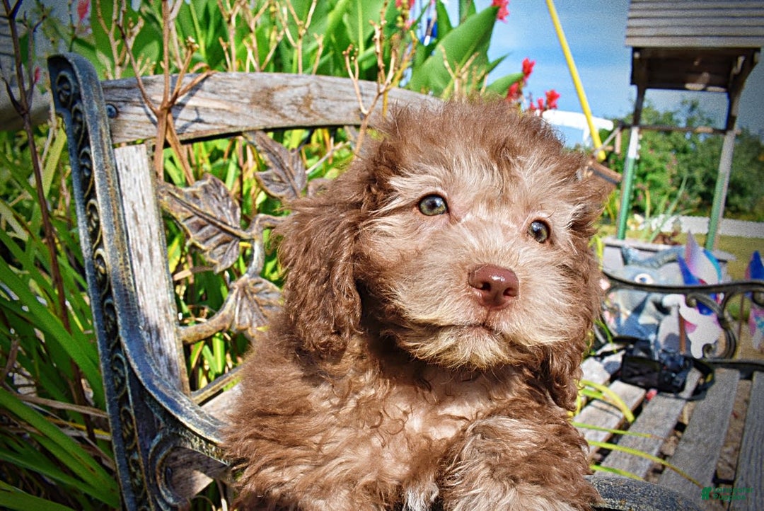 Havapoo dogs for sale: Harmony - Image 9