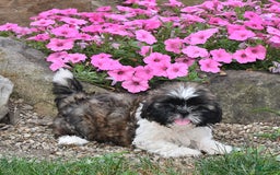 Shih Tzu dogs for sale: Olivia - Image 5
