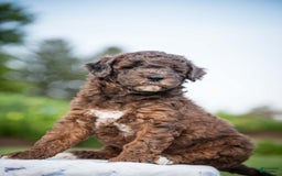 Goldendoodle dogs for sale: Janet - Image 3