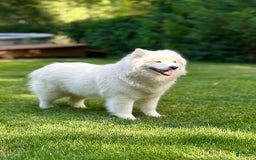 Samoyed dogs for sale: Jacque - Image 8