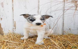 Australian Cattle Dog dogs for sale: Australian Cattle Dog 8 puppies - Image 4