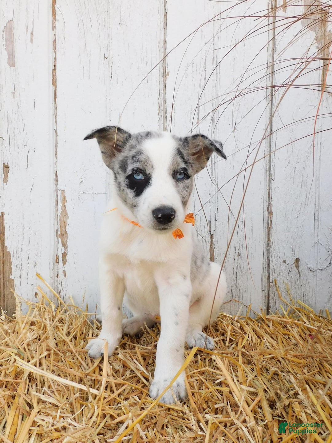 Australian Cattle Dog dogs for sale: Australian Cattle Dog 8 puppies - Image 4