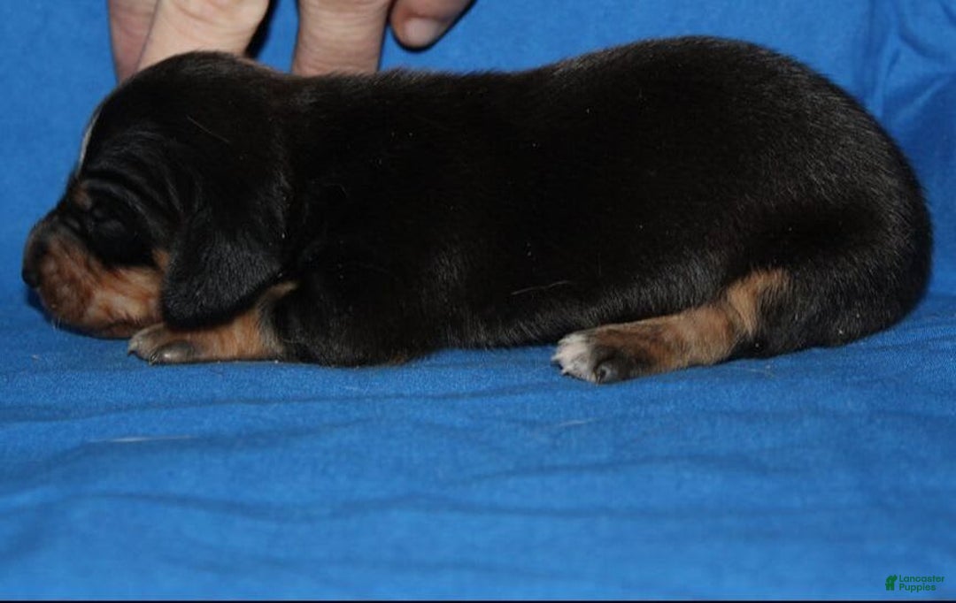 Miniature Dachshund dogs for sale: Lyla Female - Image 2