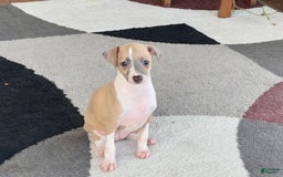 Italian Greyhound dogs for sale: Trina - Image 11