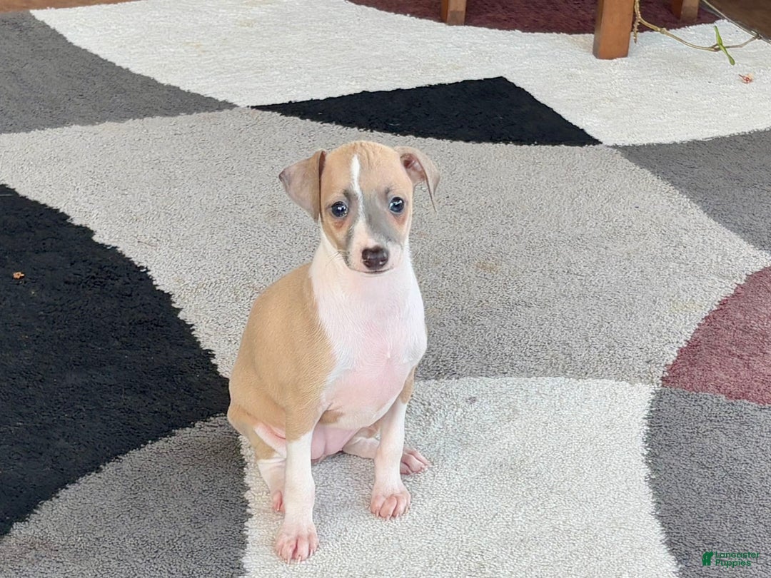 Italian Greyhound dogs for sale: Trina - Image 11