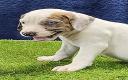 Catahoula Leopard Dog dogs for sale: Duchess 2025 Male 4 - Image 7