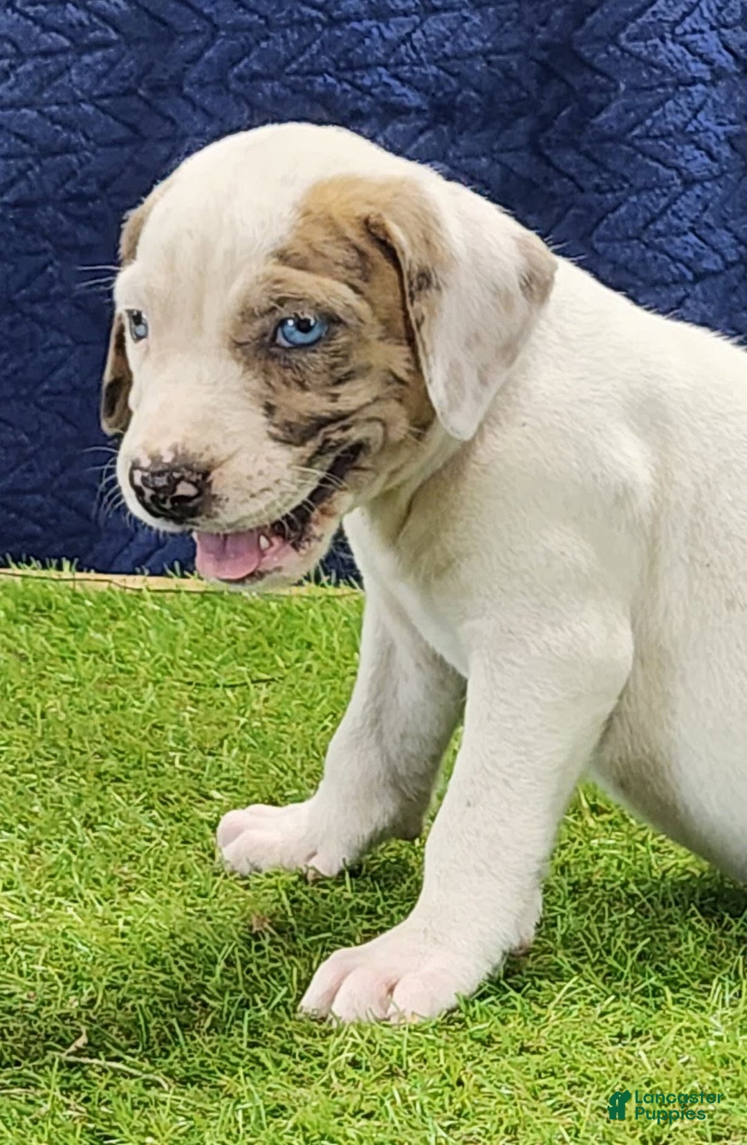 Catahoula Leopard Dog dogs for sale: Duchess 2025 Male 4 - Image 7