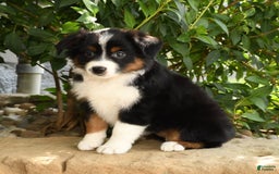 Miniature Australian Shepherd dogs for sale: Aurora - Image 6