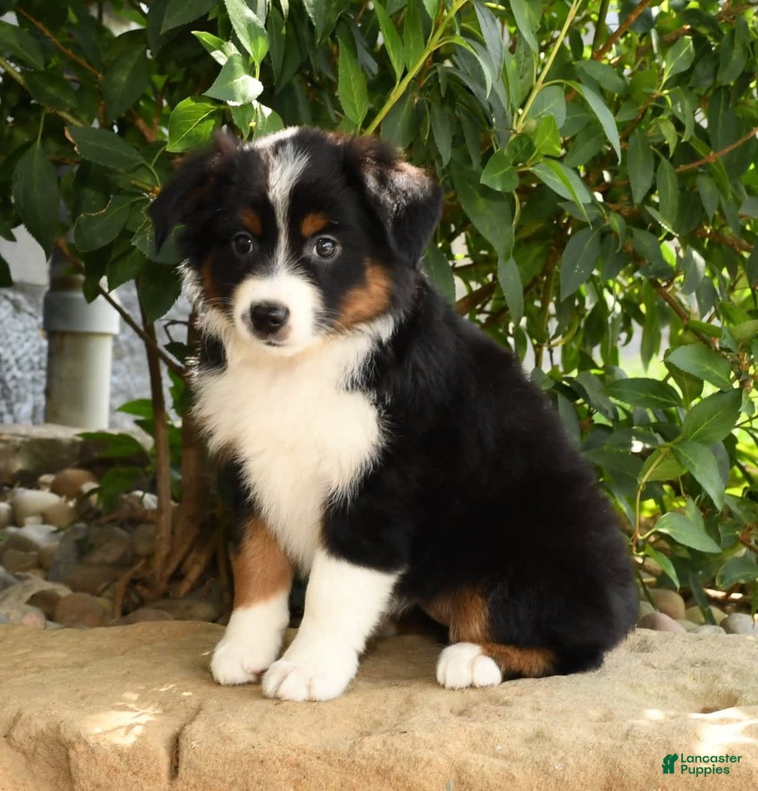 Miniature Australian Shepherd dogs for sale: Aurora - Image 6
