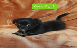 Chihuahua dogs for sale: Rouge - Image 1