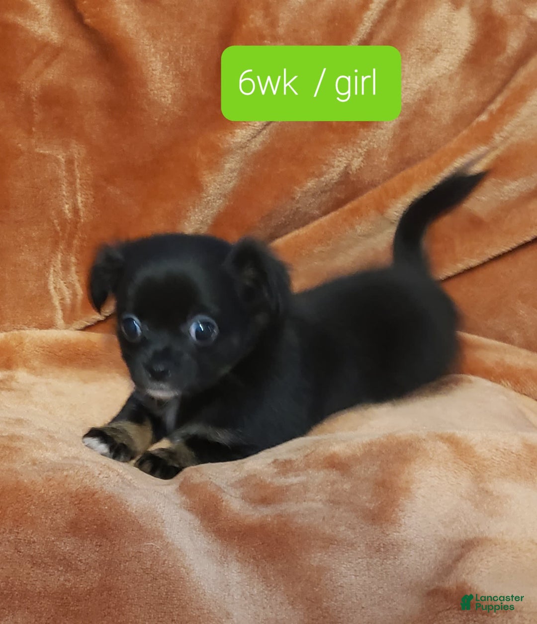 Chihuahua dogs for sale: Rouge - Image 1