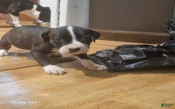 American Bully dogs for sale: Bella - Image 3